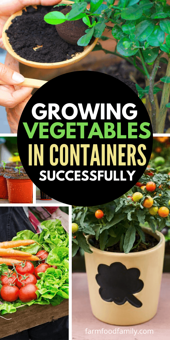 how to grow vegies in containers