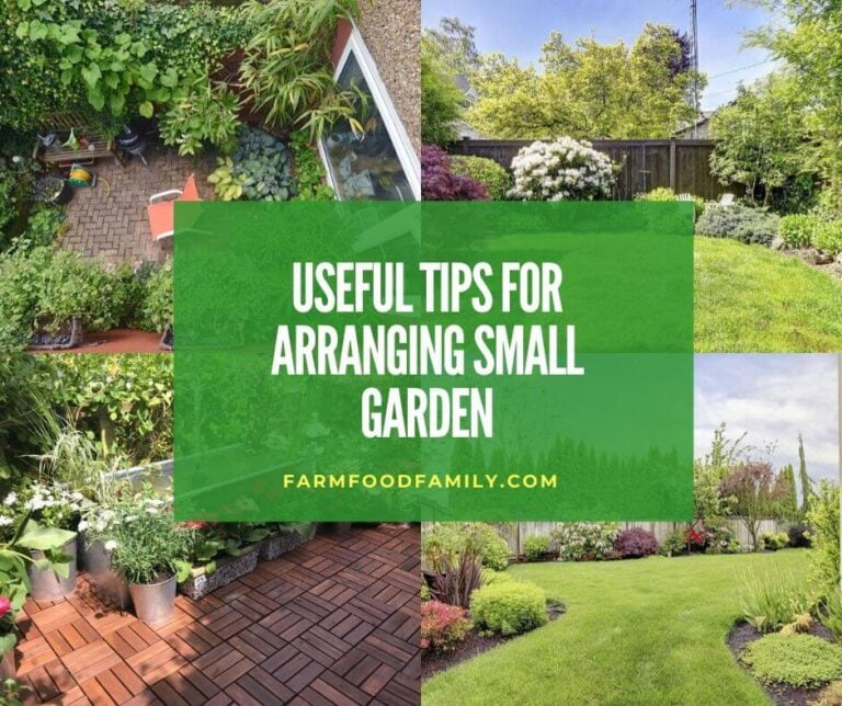 Useful tips for arranging small garden: what plants, trees, and decorations to choose