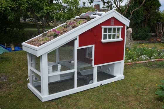 Backyard chicken coop mini house