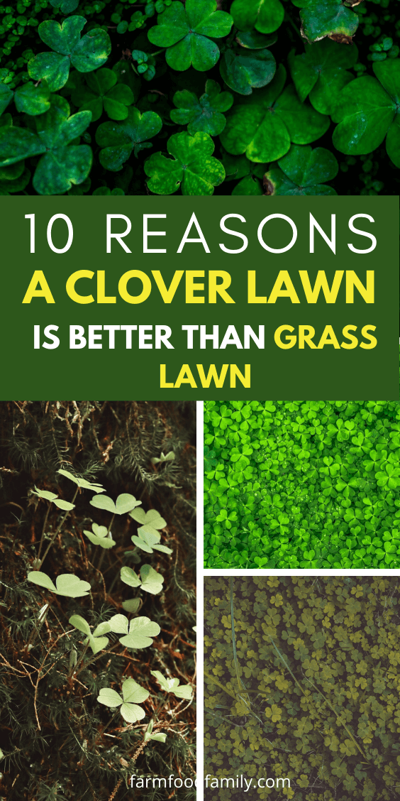 10 reasons why clover lawn