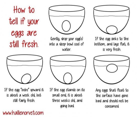 How to tell if your eggs are still fresh