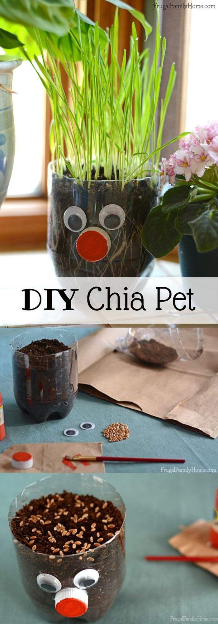DIY Chia Pet