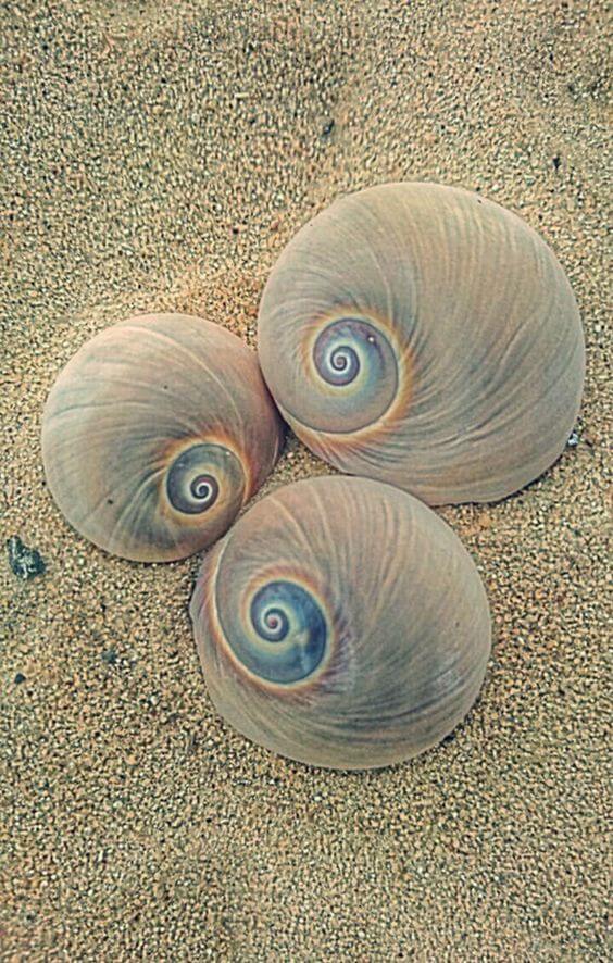 Sea Shell Room