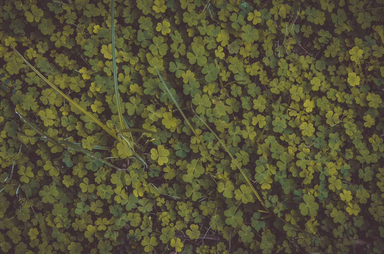 Picture of clover plants