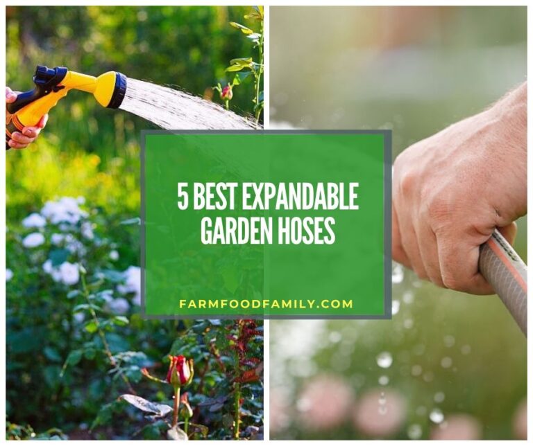 Upgrading Watering Sessions and Garden Fun: 5 Best Expandable Garden Hose