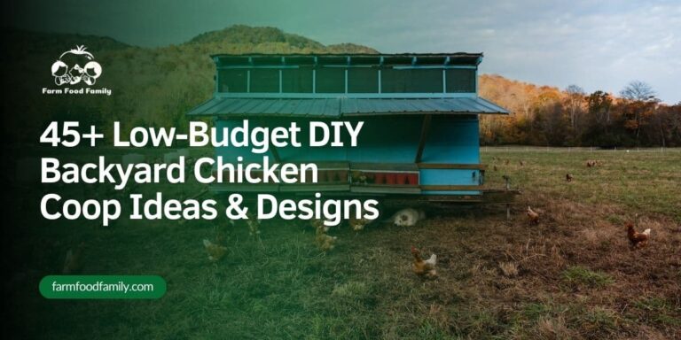 45+ Low-Budget DIY Backyard Chicken Coop Ideas & Designs (2026)