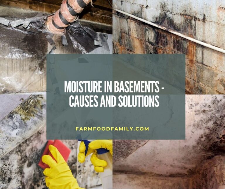 Moisture in Basements – Causes and Solutions