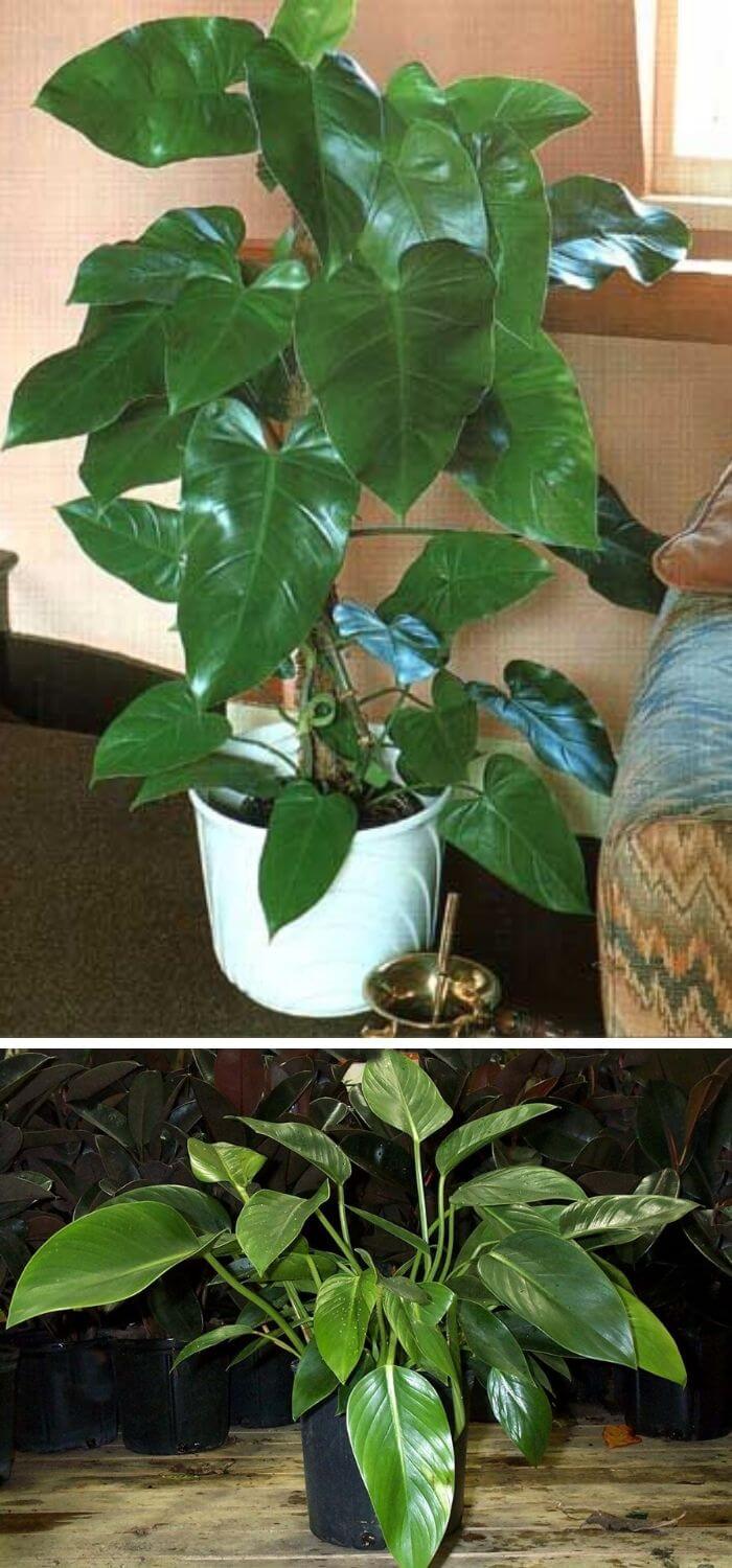 17 elephan ear philodendron