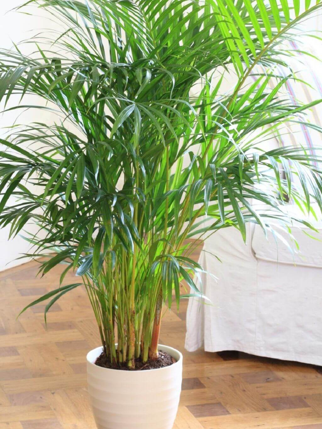 5 Bamboo Palm
