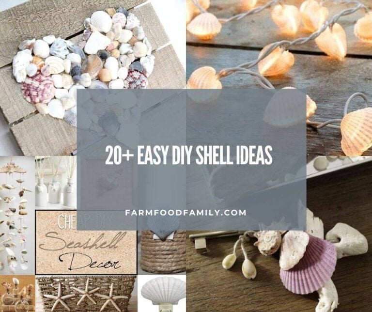 20+ Best DIY Shell Ideas and Designs