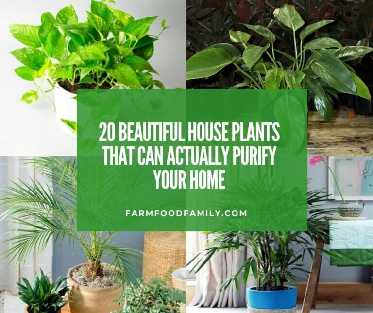 20 Beautiful House Plants That Can Actually Purify Your Home