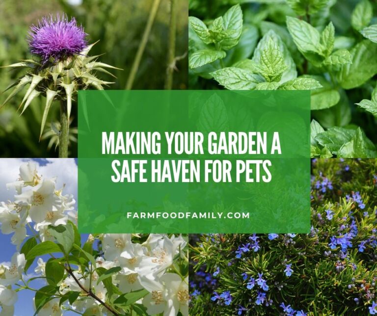 Making Your Garden A Safe Haven For Pets