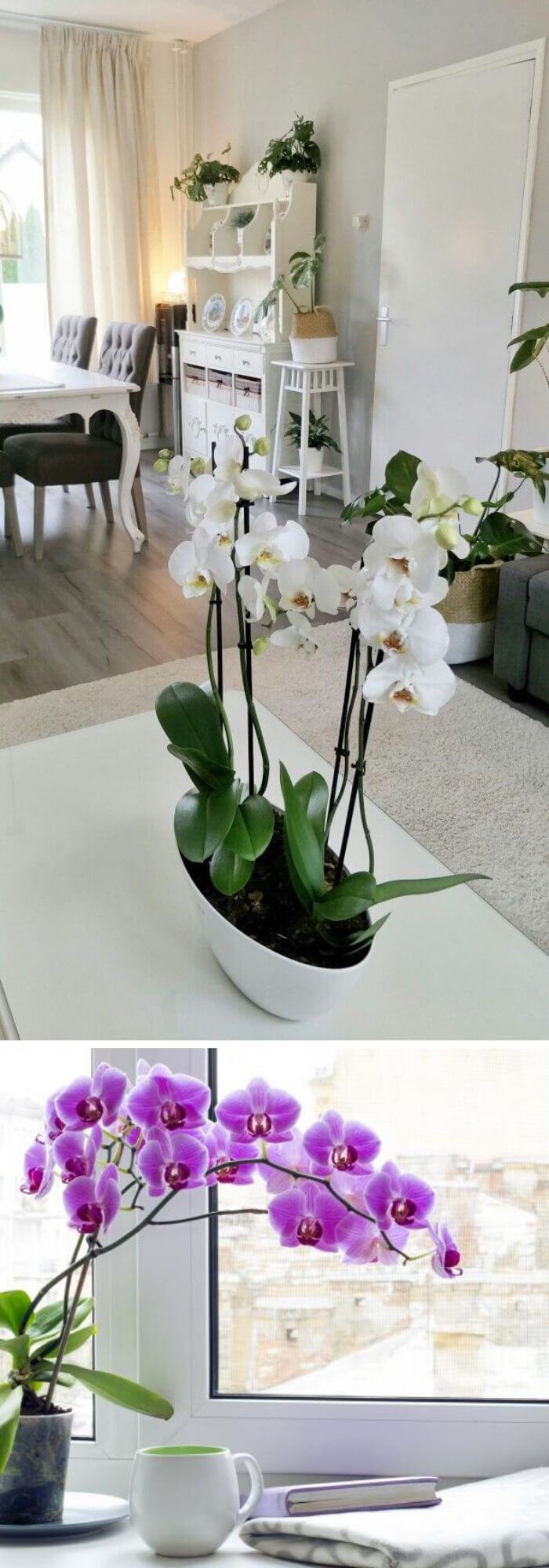 1 living room plants