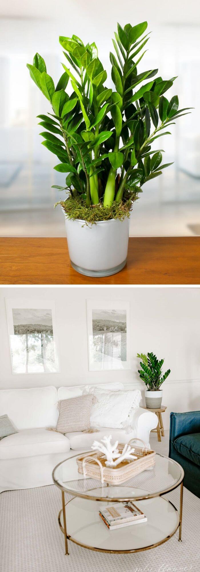10 living room plants
