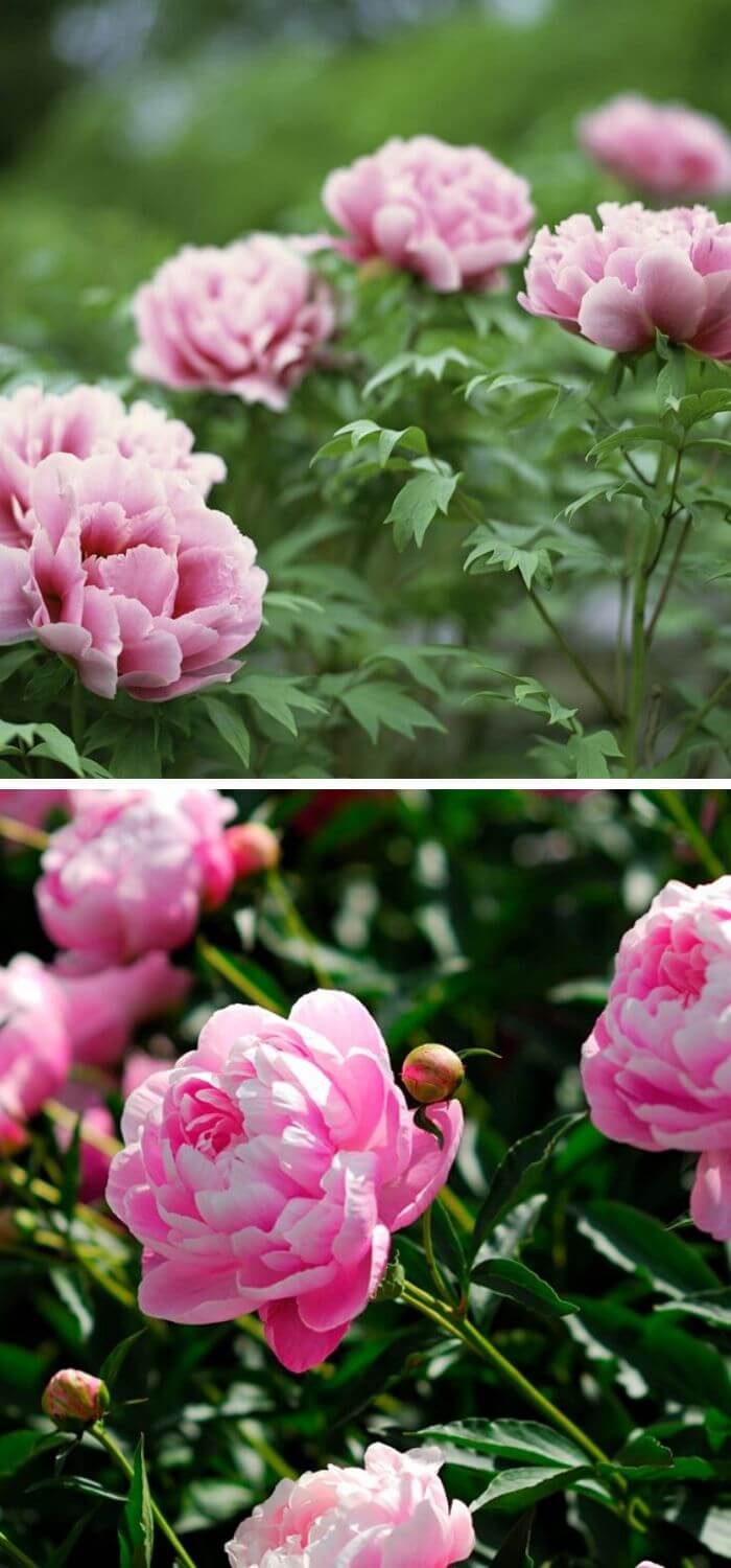 12 low maintenance flowers for your garden