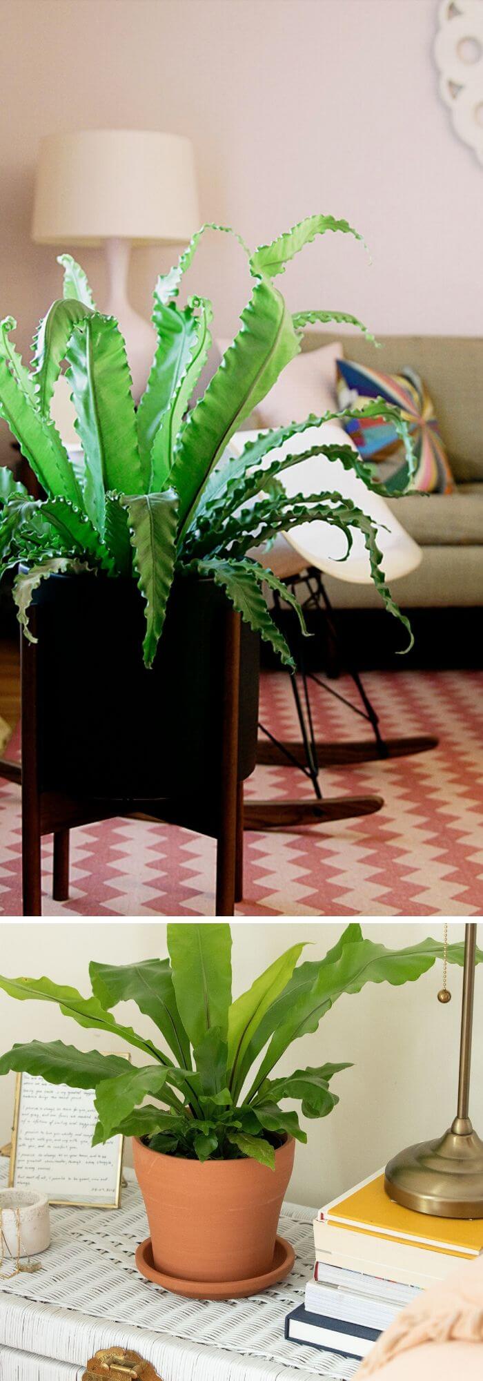 13 living room plants