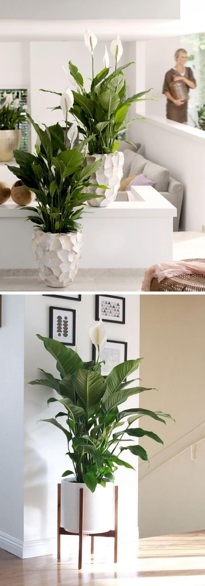 14 living room plants