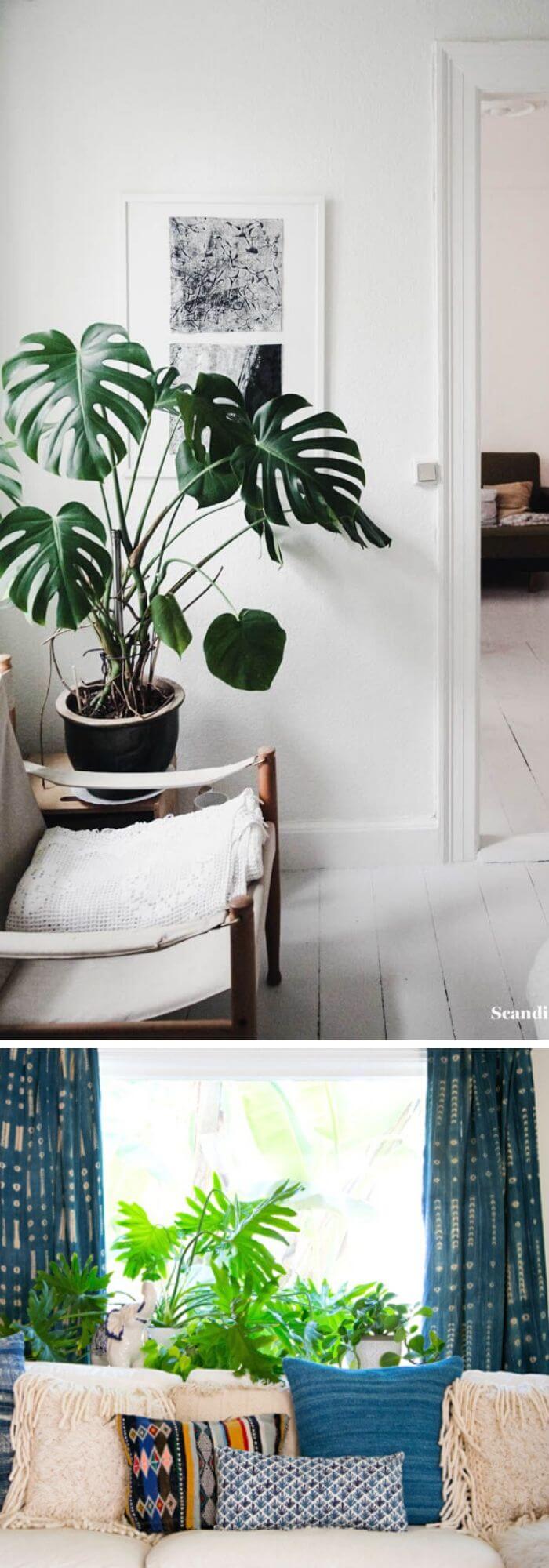 15 living room plants