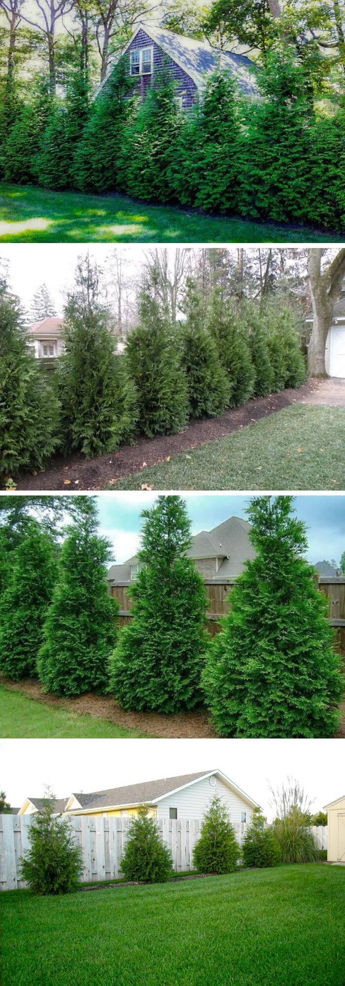 2 backyard privacy trees