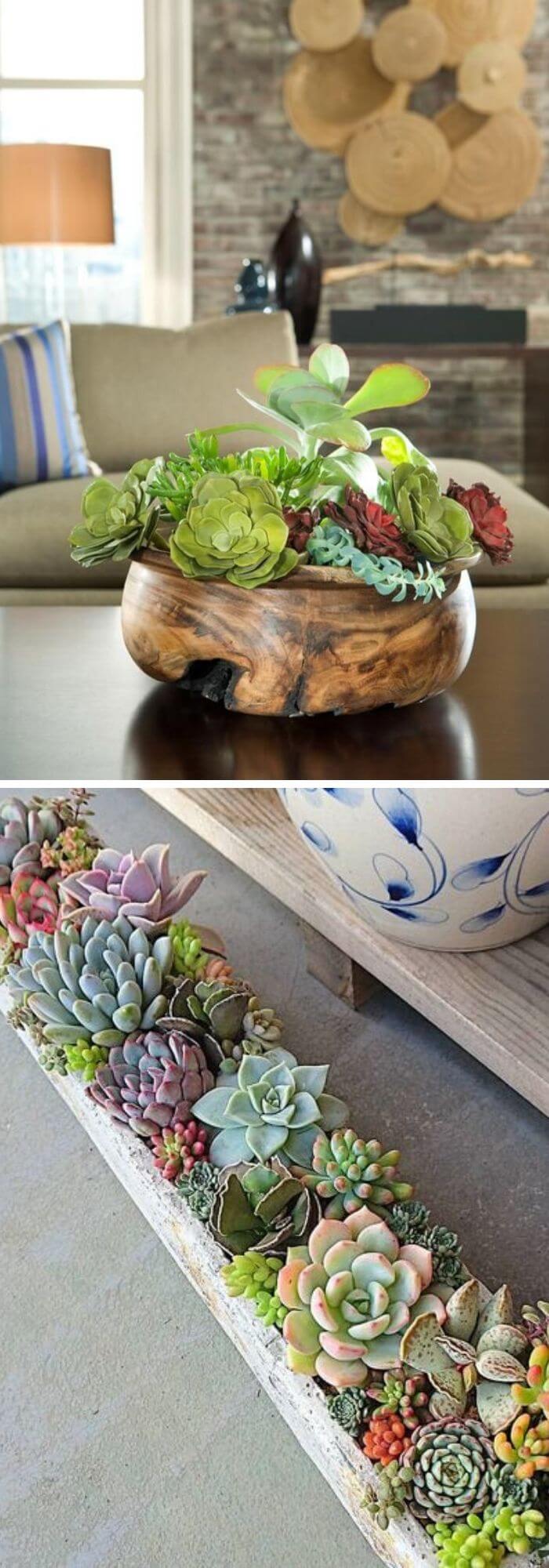 2 living room plants
