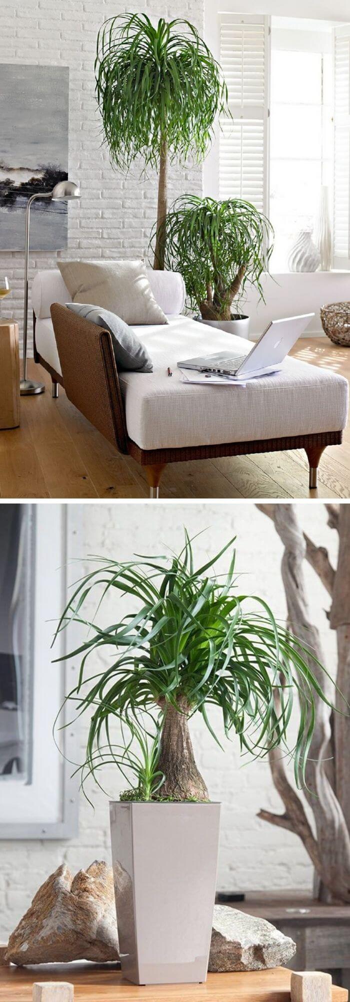 20 living room plants