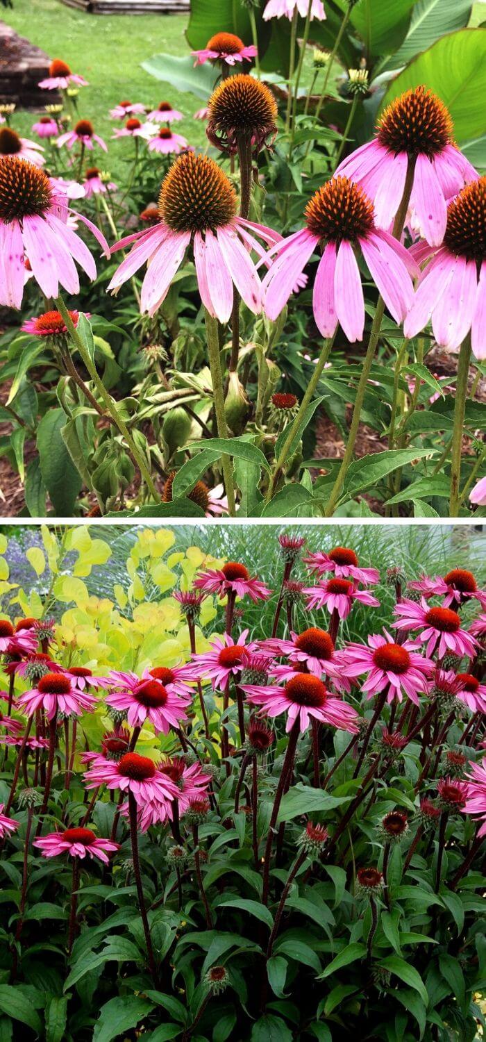 6 low maintenance flowers for your garden