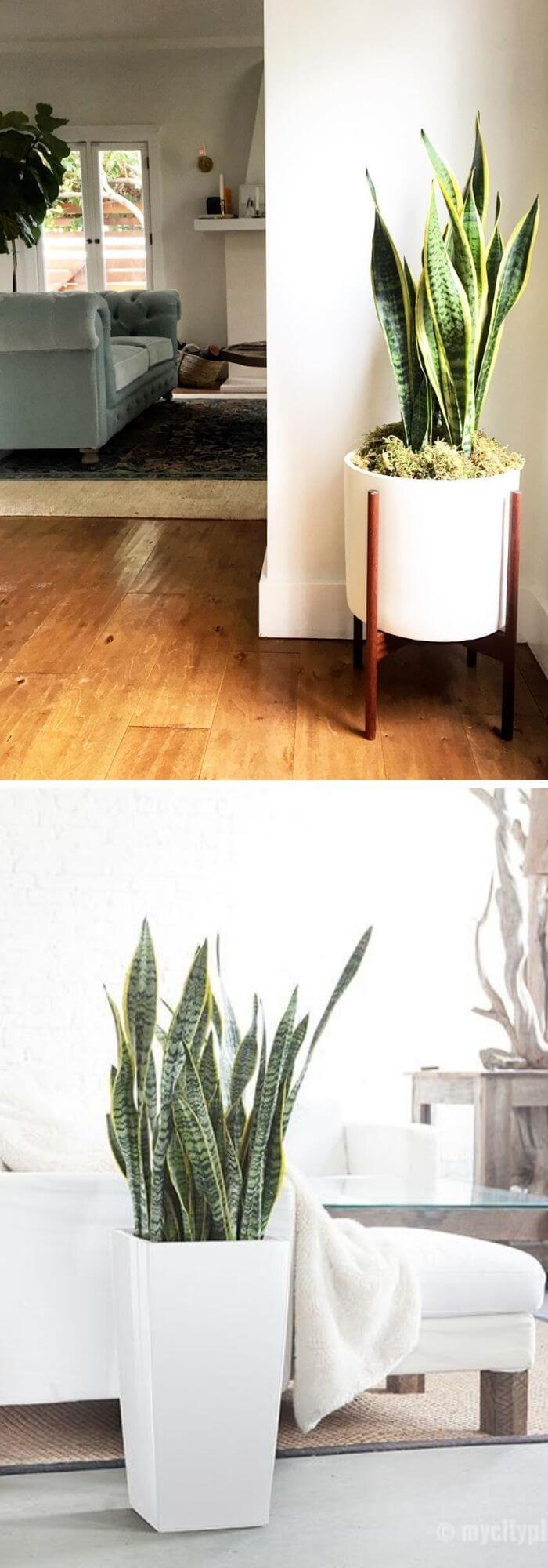 7 living room plants