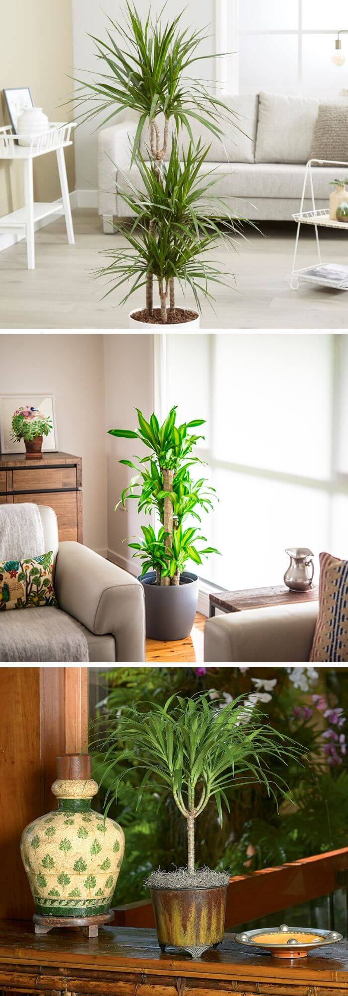 9 living room plants