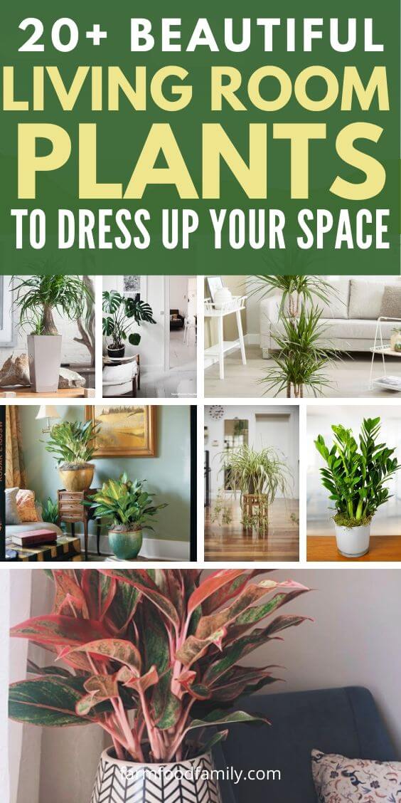 best living room plants 1