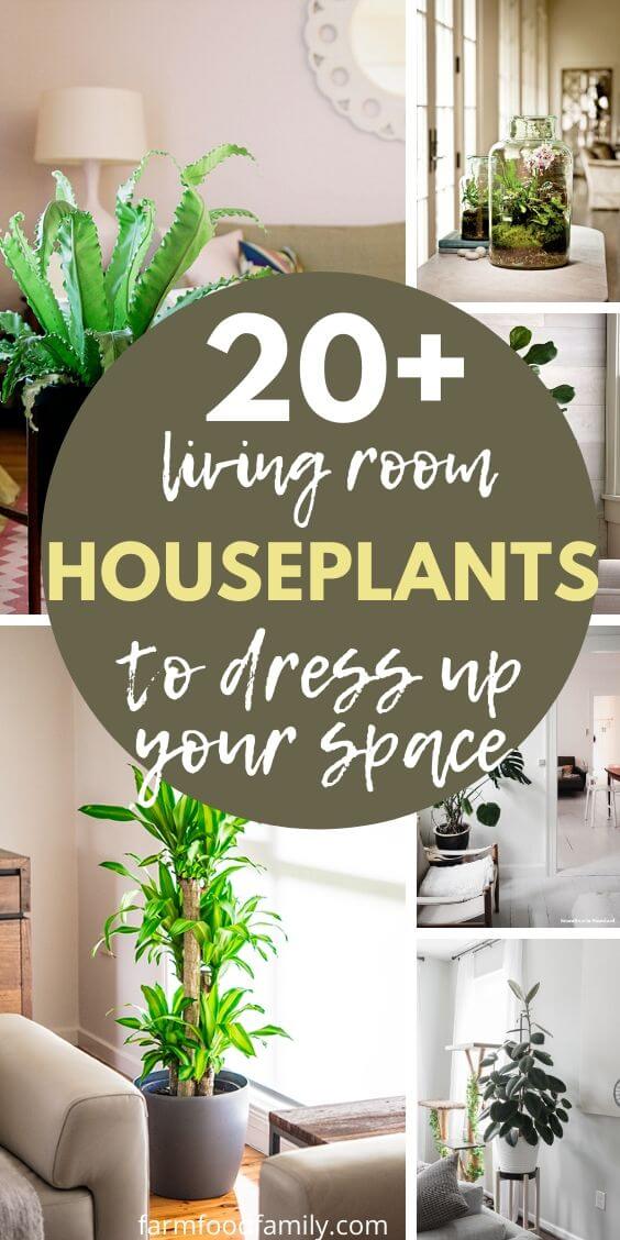 best living room plants 2