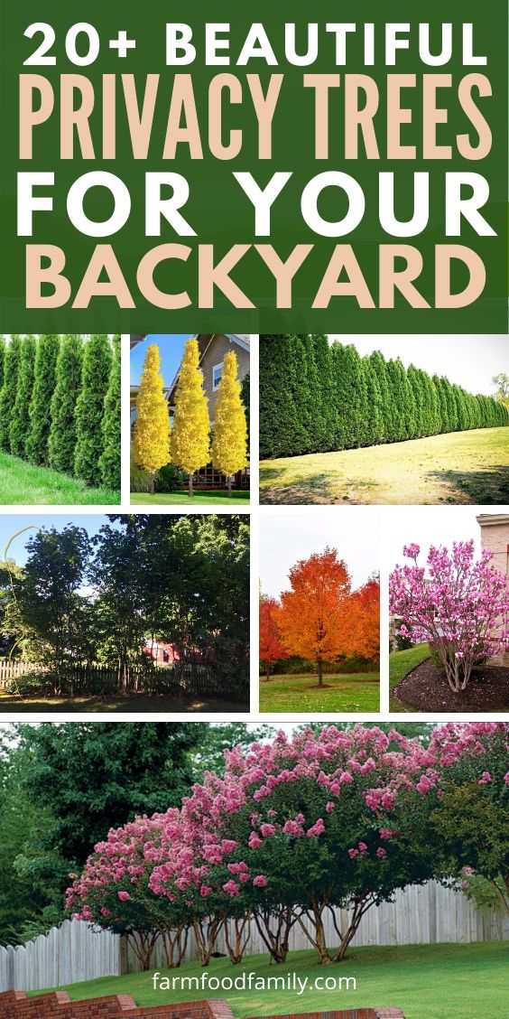 best plants for backyard privacy 1