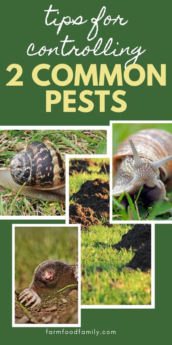 best tips control common pests