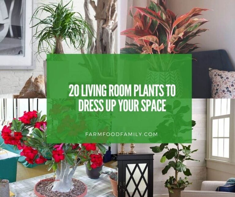20 Living Room Plants To Dress Up Your Space