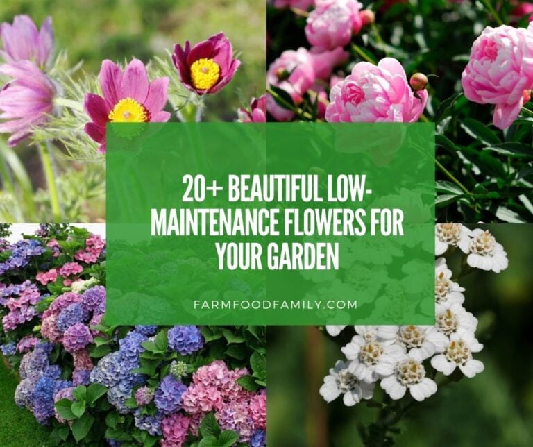 20+ Beautiful Low-Maintenance Flowers for Your Garden