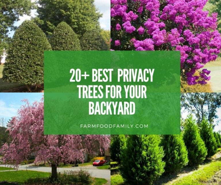 20 Best Privacy Trees For Your Backyard