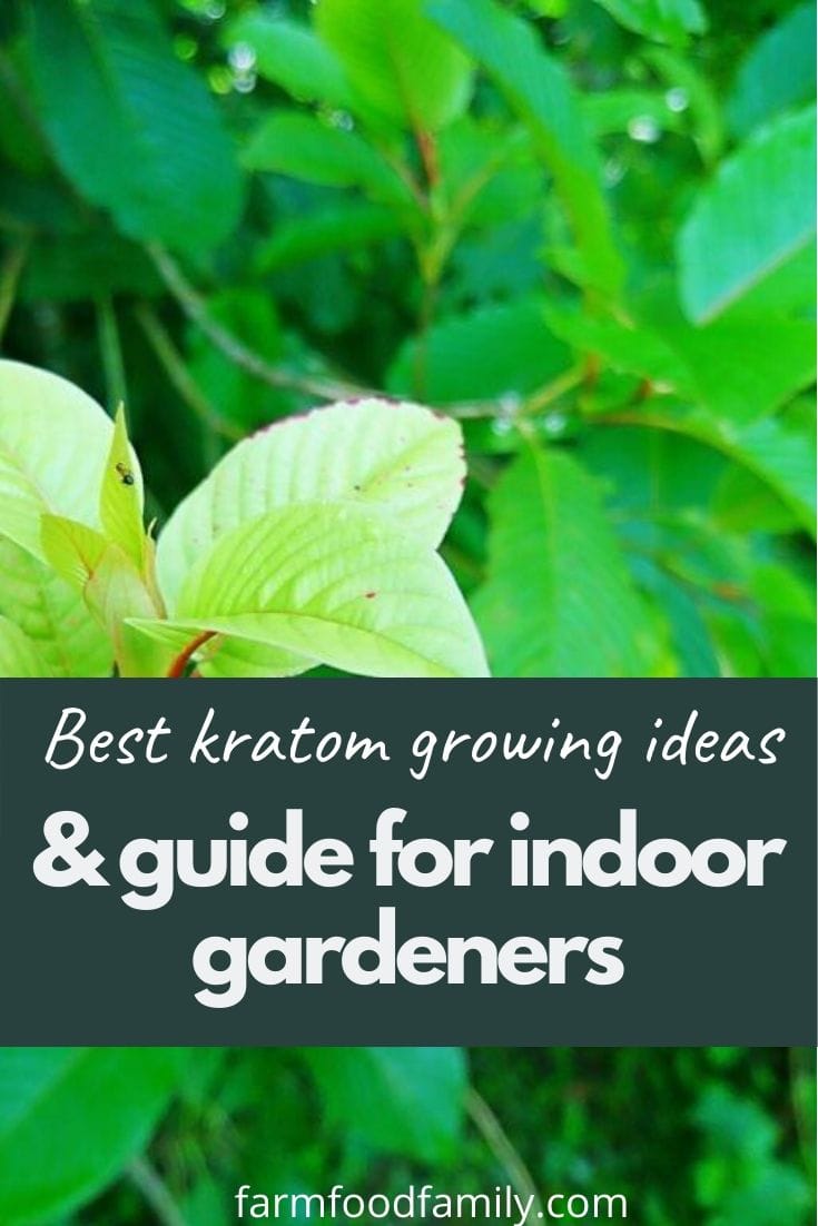 best gratom growing ideas for indoor gardeners