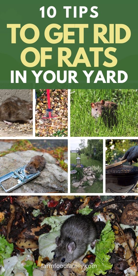 how to get rid of rats in yard naturally