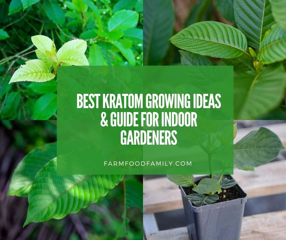 Growing kratom plants indoors