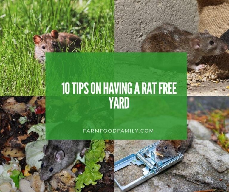 10 Tips on Having a Rat Free Yard