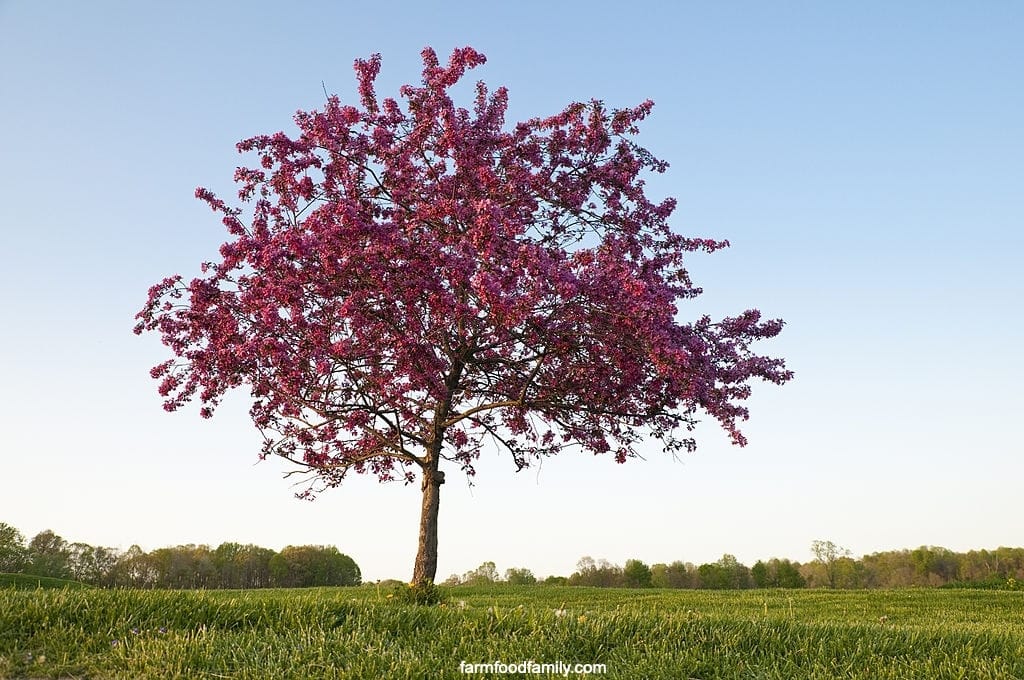 A flowering crabapple tree