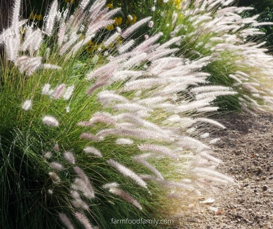 Fountain grass (Pennisetum alopecuroides)