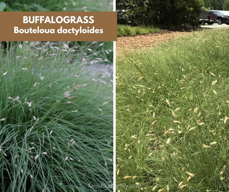 Buffalo grass (Bouteloua dactyloides)