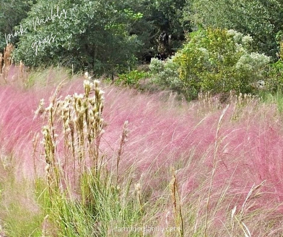 Pink muhly grass (Muhlenbergia capillaris)