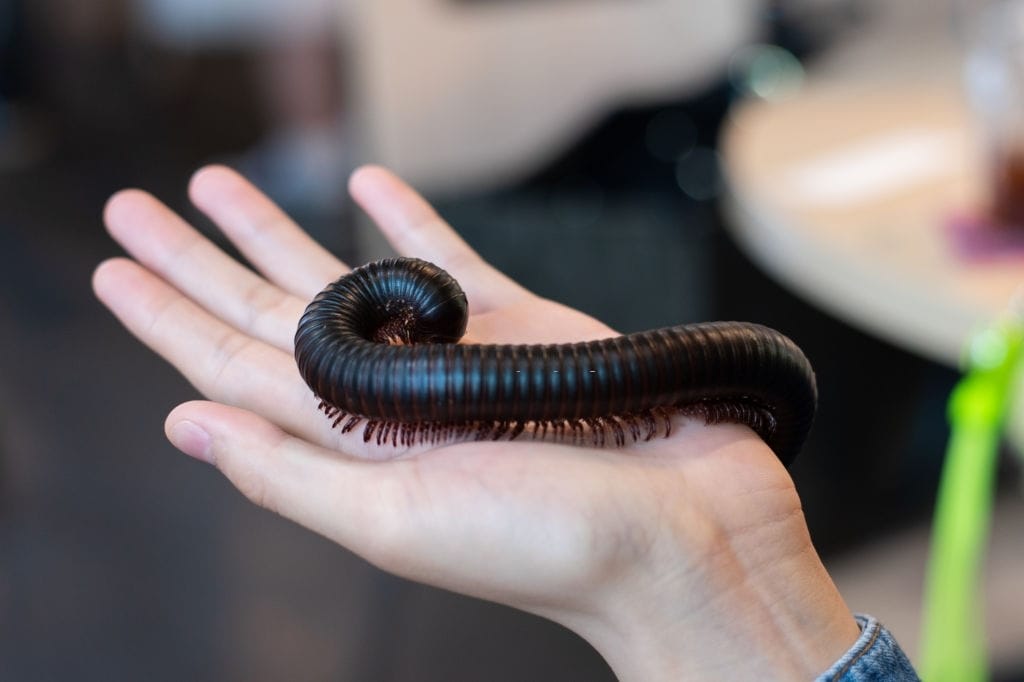 2 are millipedes harm