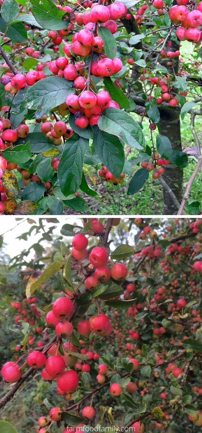 Types of crabapples: Red Sentinel crabapple (Malus x robusta 'Red Sentinel')