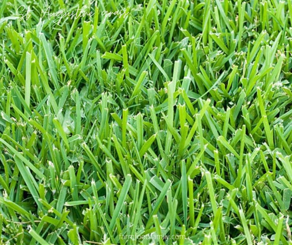 How to grow and care for St. Augustine grass