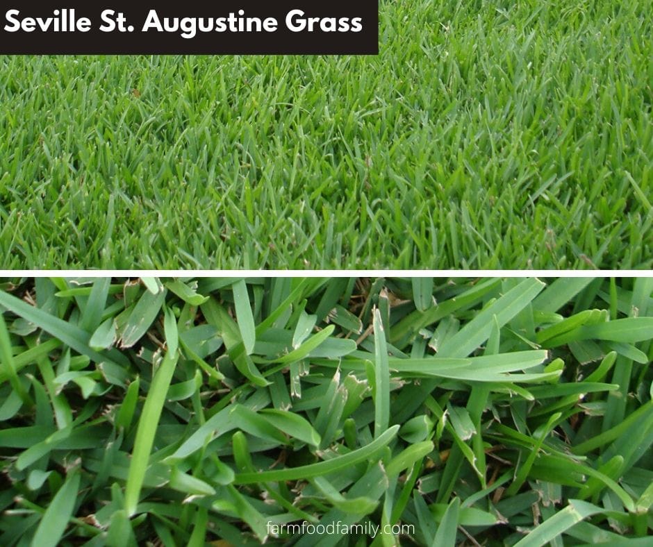 Seville St. Augustine Grass