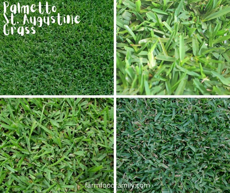 Palmetto St. Augustine grass - Best Shade Grass
