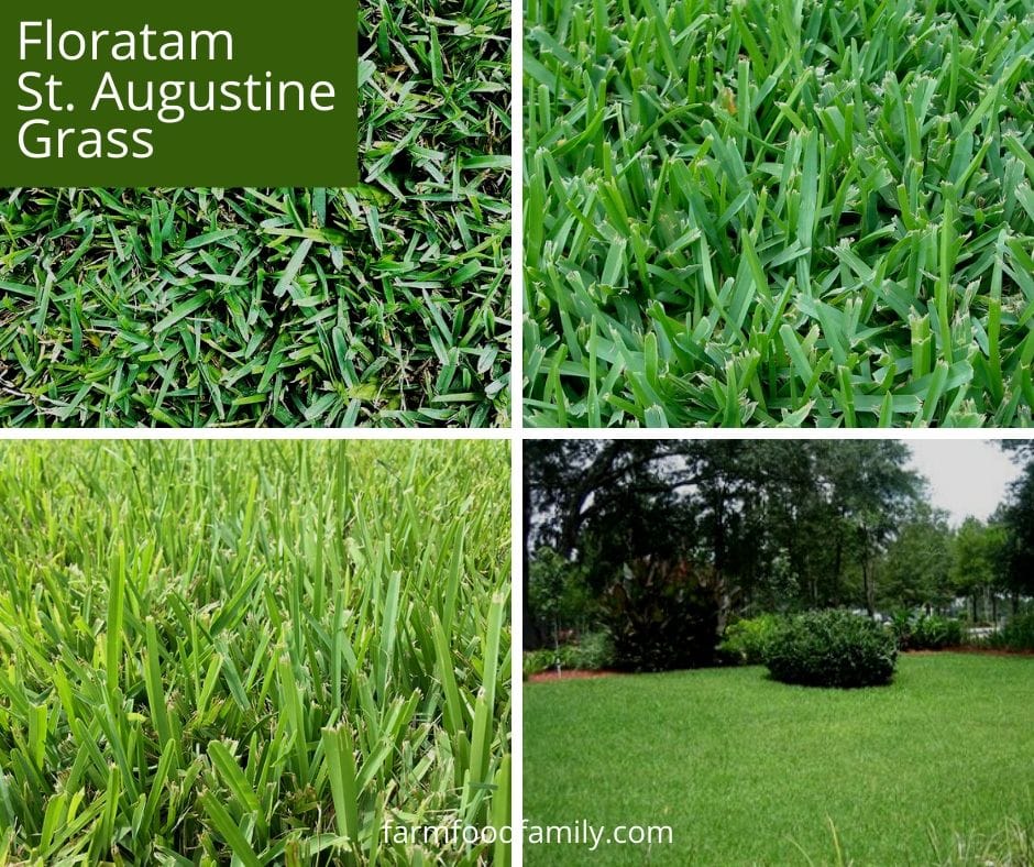 Floratam St. Augustine grass