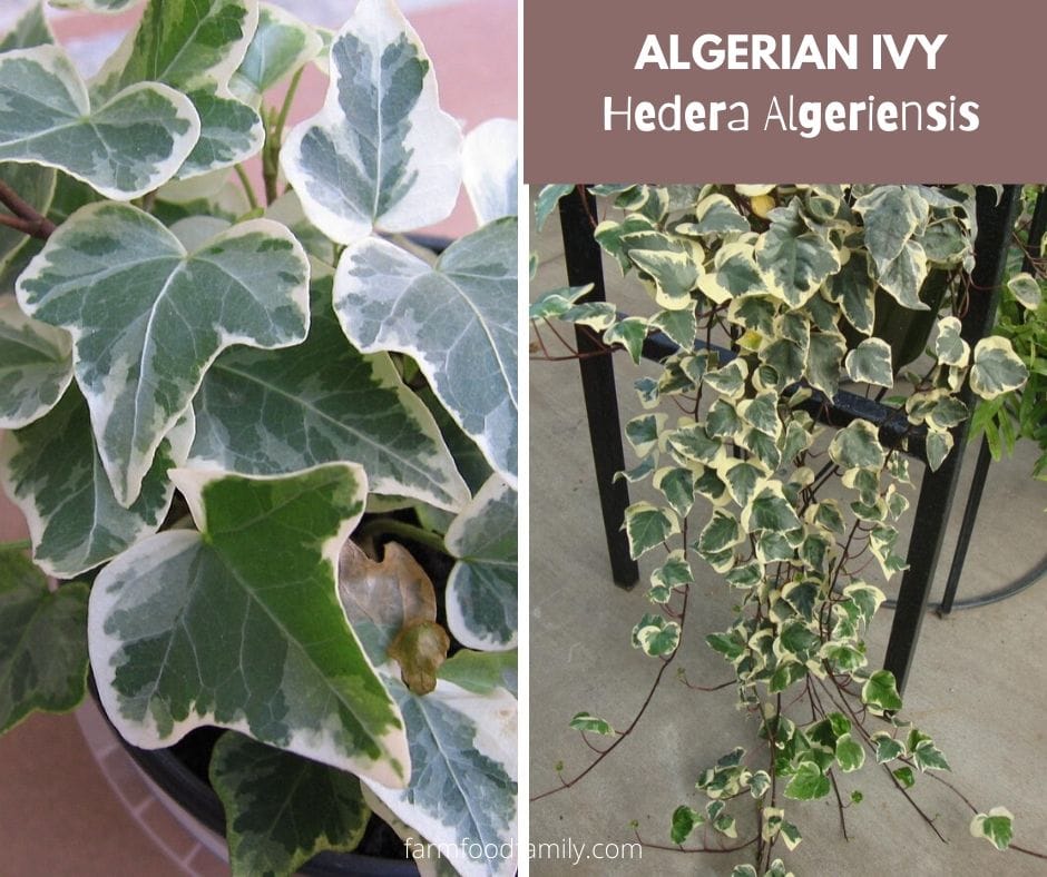 Algerian ivy (Hedera Algeriensis)